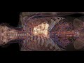 Journey through life in 3d  anatomage table 10