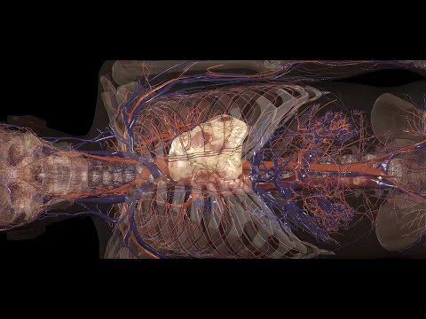 Anatomage Table 10 Brings High-Resolution Imaging to Virtual Dissection, Unveiling a New Cadaver and Cutting-Edge Birth Simulation