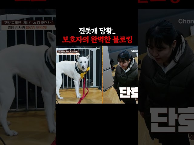 언니가 달라졌다 #개늑시2 #개와늑대의시간2