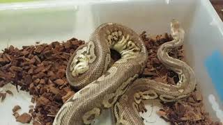Clutch 11 pewter to Savannah leopard