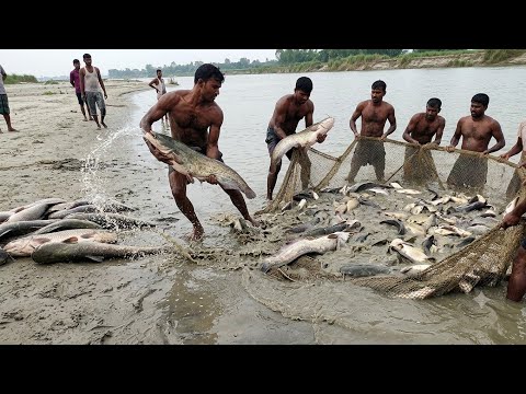 You will be amazed to see how many fish are here #viral #fish #fishandfishing7 #fishing