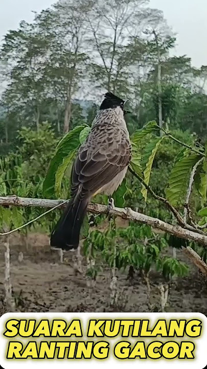 SUARA KUTILANG MUDA HUTAN