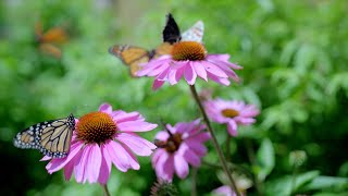 Our Butterfly House Is Open!