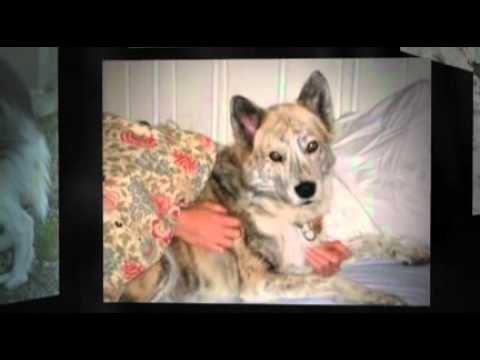 puppy paradise American Indian