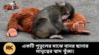 একটি বানর ছানার পুরো পৃথিবীই যখন পুতুল। Baby Monkey | RK Media Official |