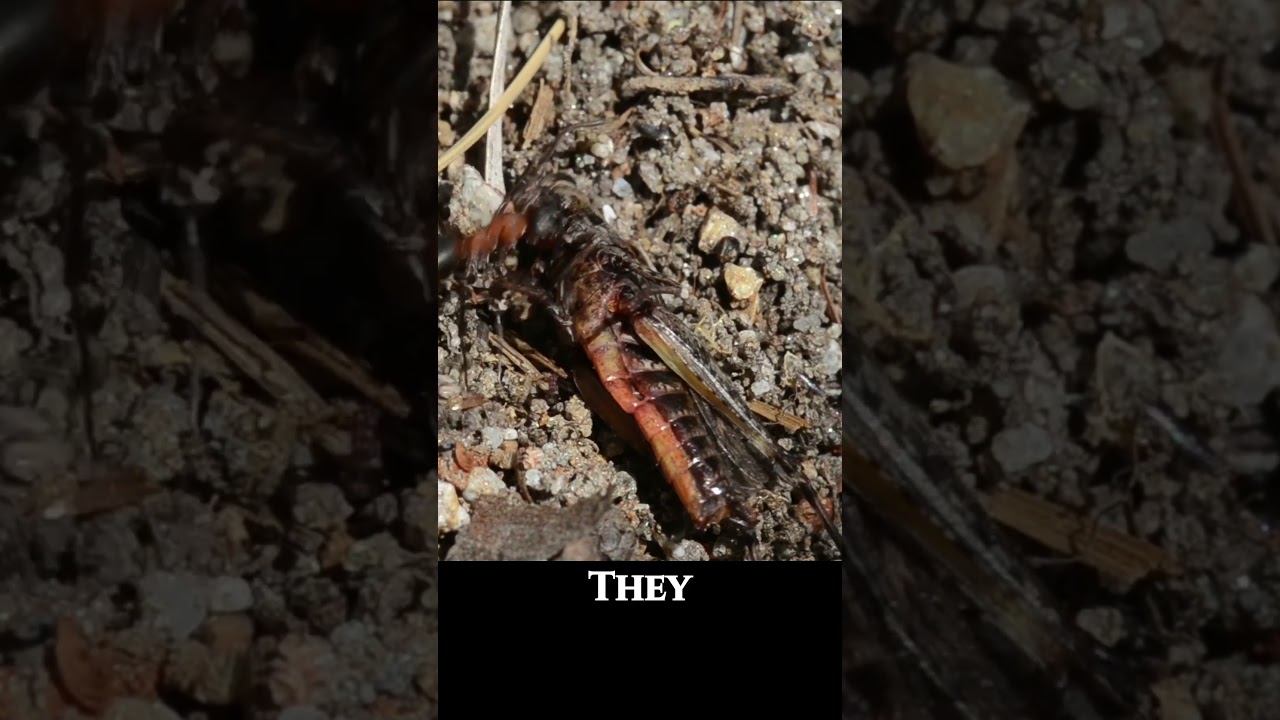 Red Ants Prey on Grasshopper | Incredible Insect Battle Macro ASMR 