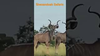 Kudu bulls in Africa  😎 ❤️ - Shenandoah Hunting Safaris. #safari #hunter #africa