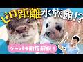 行く前に見て!伊勢シーパラダイスが100倍楽しくなる完全ガイド【ゼロ距離水族館】