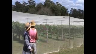 Douglas Vale Homestead And Vineyard