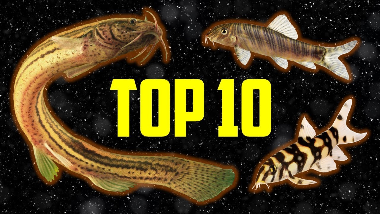 Top 10 Loaches For Your Aquarium