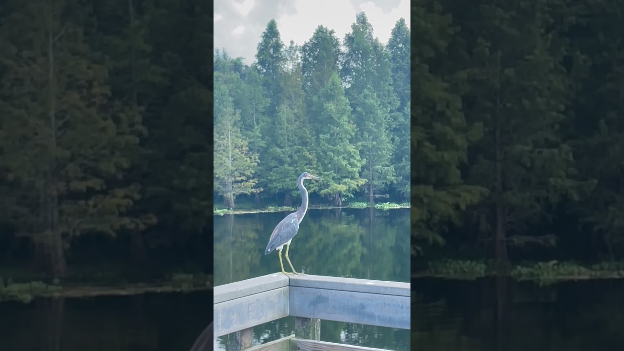 Tricolored Heron 💩 on the  Rail