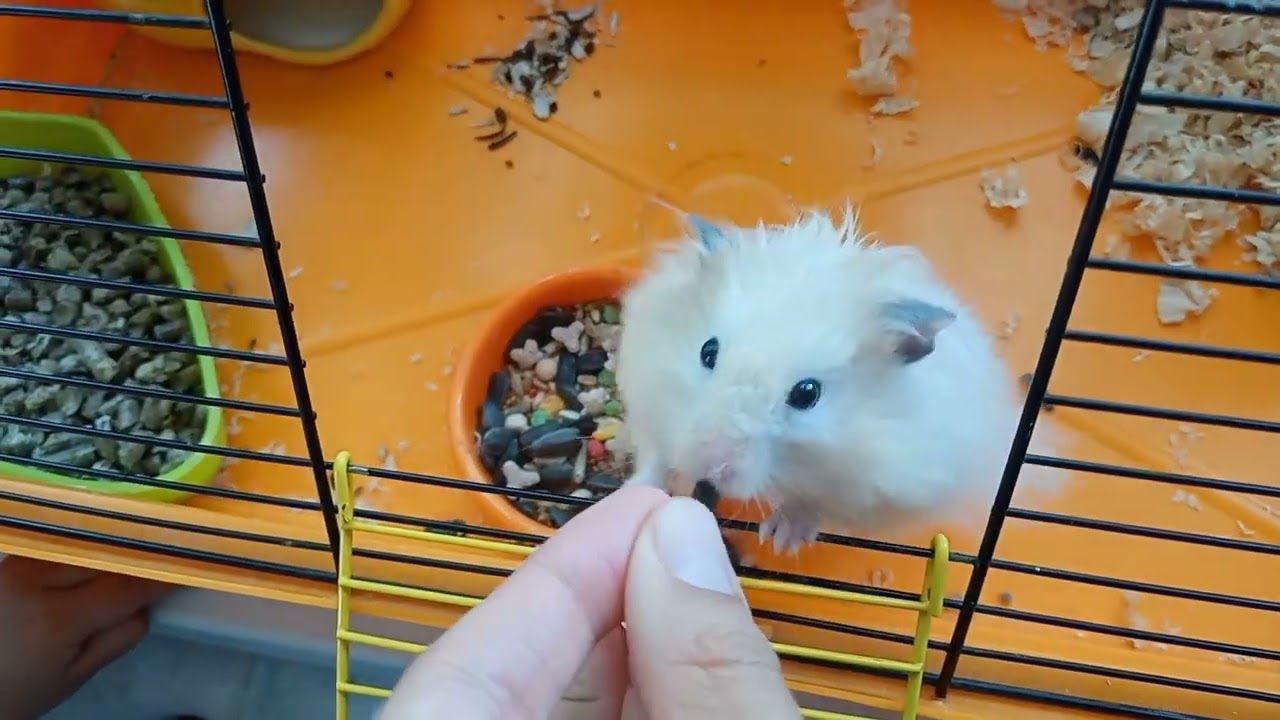 Кормим хомяка Пушистика.