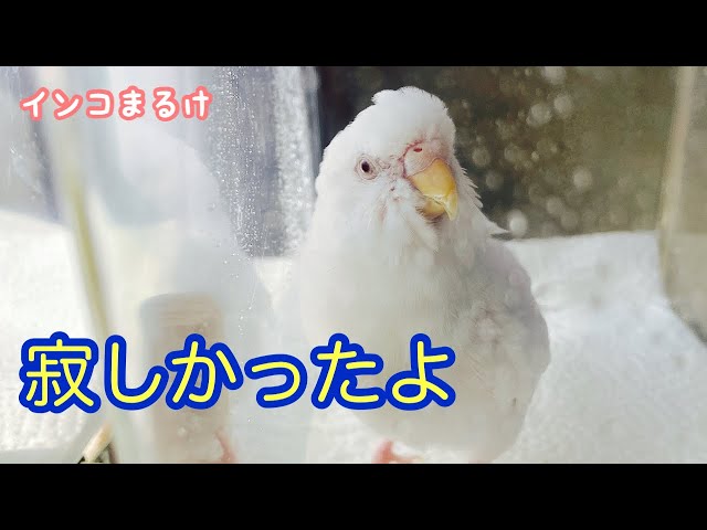 せきせいいんこ セキセイインコ飼ってる方！ | ガールズちゃんねる - Girls Channel -
