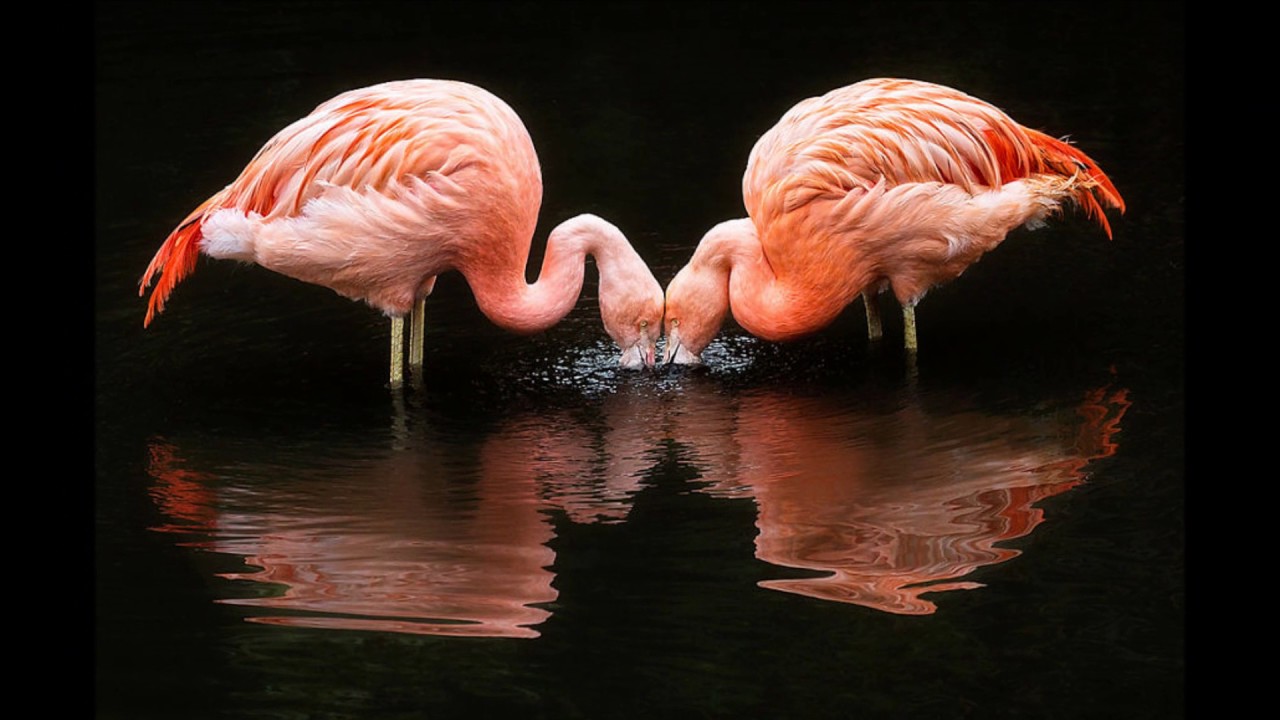 Фламинго интересная. Розовый Фламинго. Розовый Фламинго дитя заката. Фламинго "мир зверей и птиц". Фламинго спариваются.