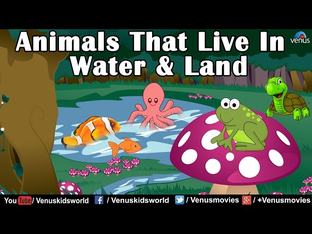 Animal Kingdom ~ Animals that live in Water u0026 Land class=