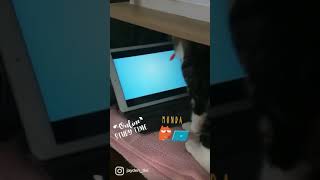 Cute Cats - Cat Know How To Play Games  #shorts