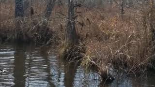 Beaver Dam Jumping