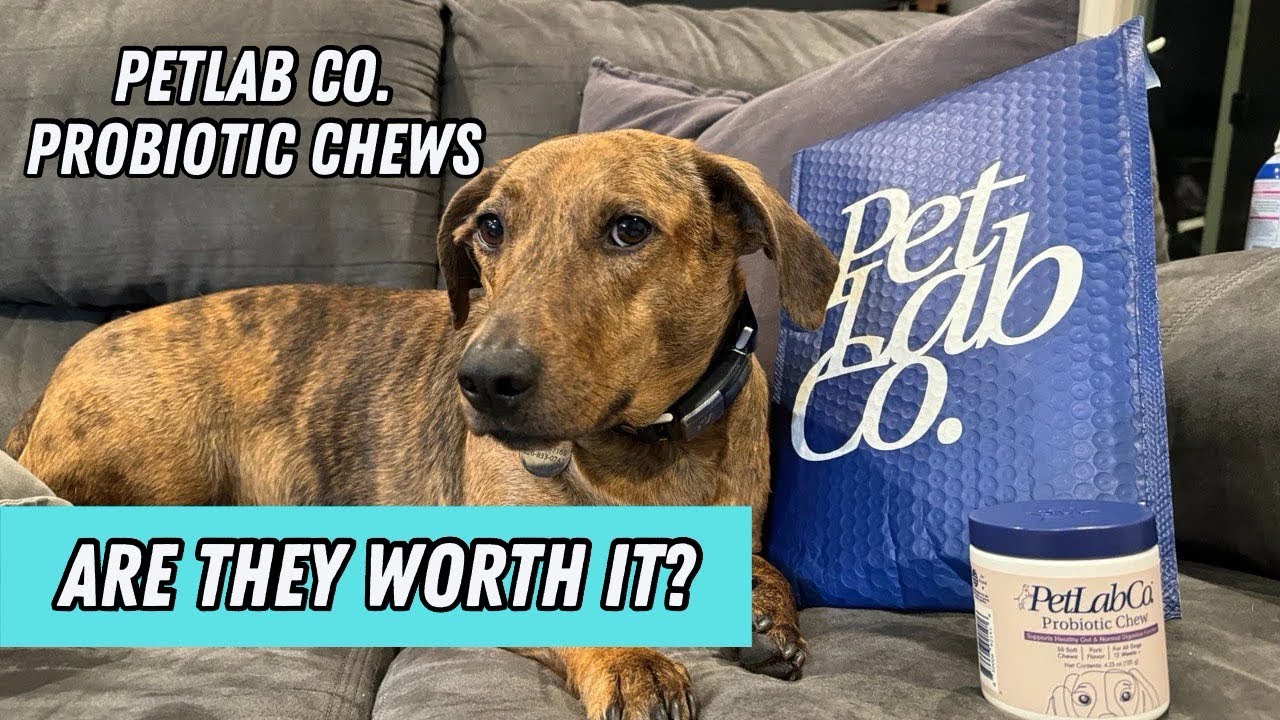 Are Probiotic Chews For Dogs | Are they worth it?