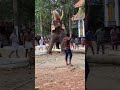 Elephant Attack Kali Attack Mambi Kerala