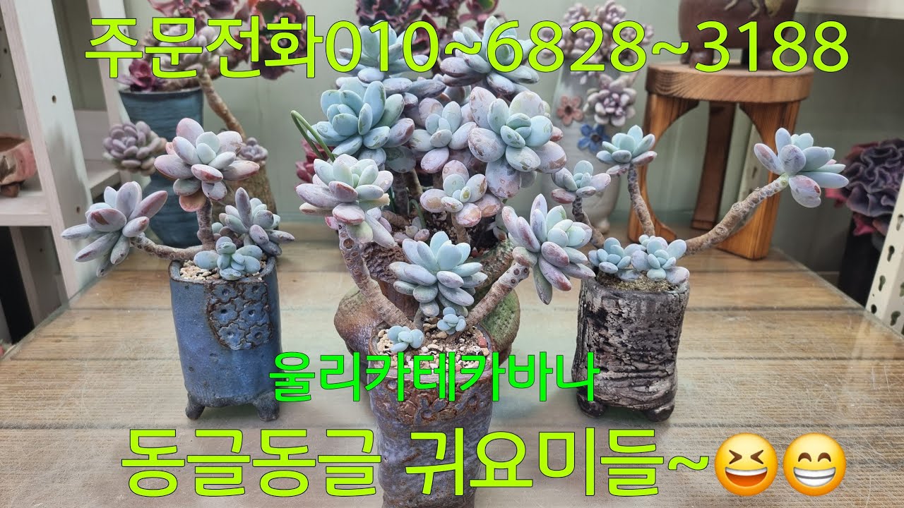 (26.3.2.월)💞대품 판매완료💞종류가 어마무시 많은 미인들~😆😁