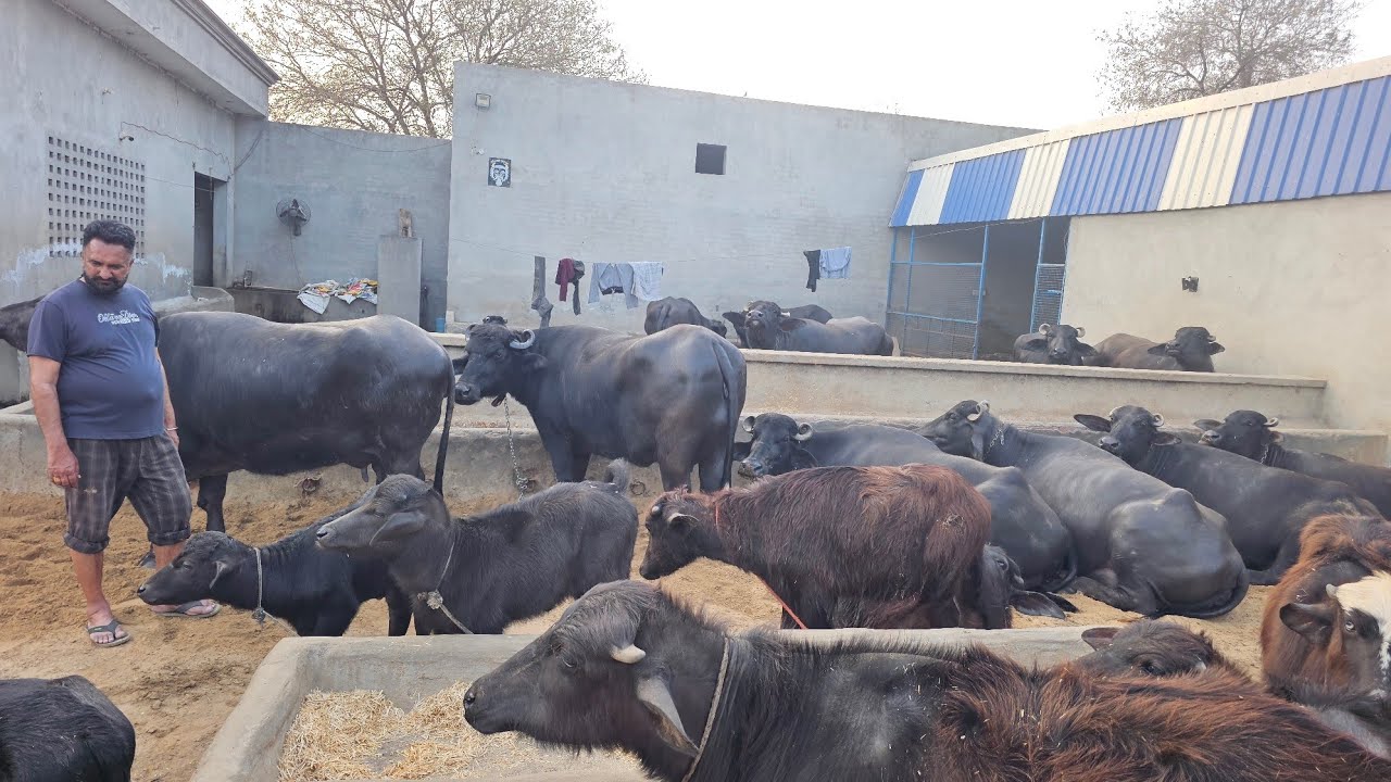 ਪਹਿਲਣ ਝੋਟੀ 15-16 ਕਿਲੋ ਆਲੀ ਸੱਤ ਦਿਨਾ ਦੀ ਸੂਈ ਹੁਣ ਦਸ ਕਿਲੋ ਬਾਠ ਫਾਰਮ ਤੇ ਸੋਹਣਾ ਫਾਰਮ ਬੰਦੇ ਨੂੰ ਤੁਸੀ ਜਾਣਦੇ ਹੋ।