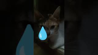 Cat Is Crying Sad Your