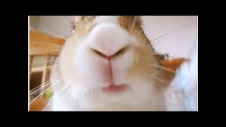 Try not to Laugh 12 insanely cute bunny gifs that will make you want to get one