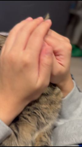 【伝説】プチたぬきの歌www #cat #猫