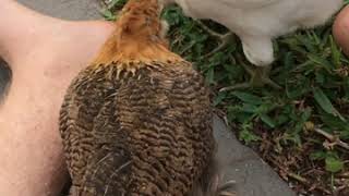 Celebrity Cute baby 6 week old Easter egger chickens play in the yard Net Worth