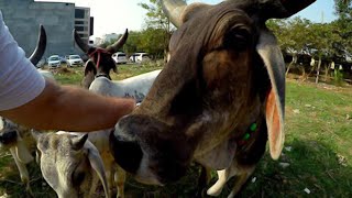 Watch Cows Tourist video