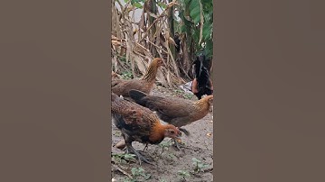 gà rừng số 1 gọi mái về cực hay.qaib  qus coj me nyuam lo noj pob kws