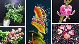 1,401 Days in 12 Minutes | Plant Growth Time-Lapse Compilation