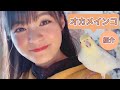 【オカメインコ】星名美津紀のモモちゃん紹介♂