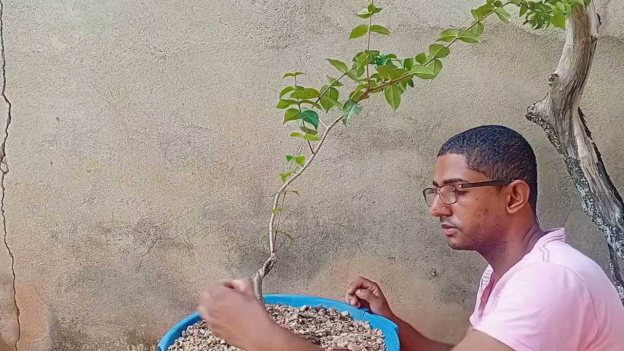 Bonsai estilo Literat#bonsai #bonsailiterat