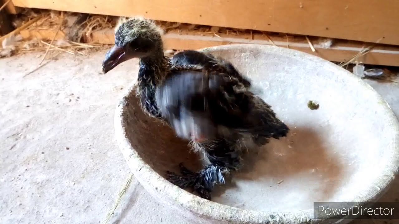 Baby pigeon Squeaking. YouTube