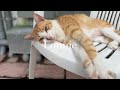 Lonnie video
