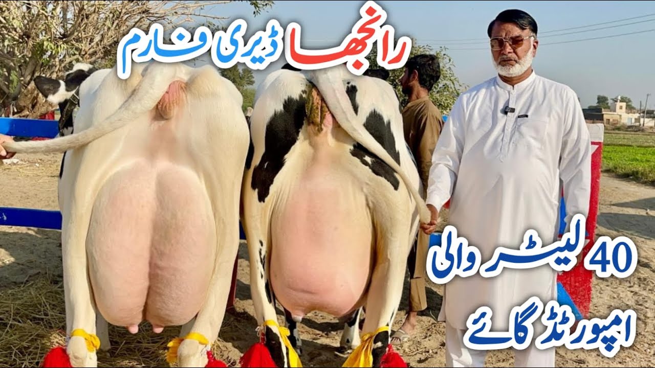 Ranjha Dairy Farm | Top class cows | Friesian cows | Best cows ever 