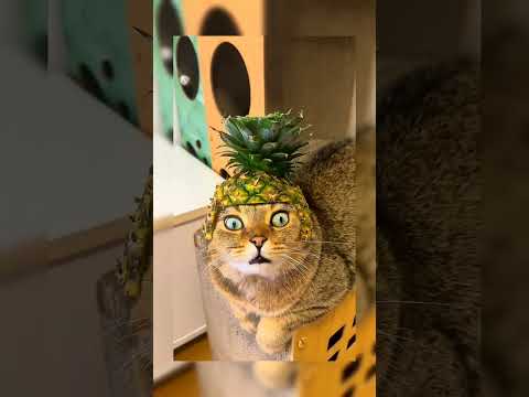 Cute🥰#shorts #cat #funnyvideo #pleasesubscribe #please_subscribe_my_channel