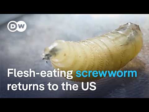 New World screwworm found in Texas cattle | DW News

The New World screwworm was officially eradicated from the US in 1966, with only rare imported cases since. Now the maggots are back.

#New #World #screwworm #found #Texas