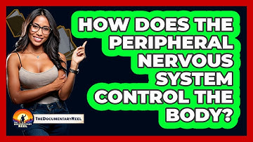 How Does The Peripheral Nervous System Control The Body? - The Documentary Reel