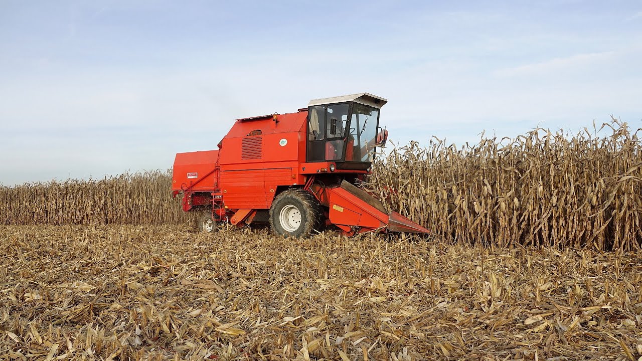 Bizon Rekord Z058 - żniwa kukurydziane 2025