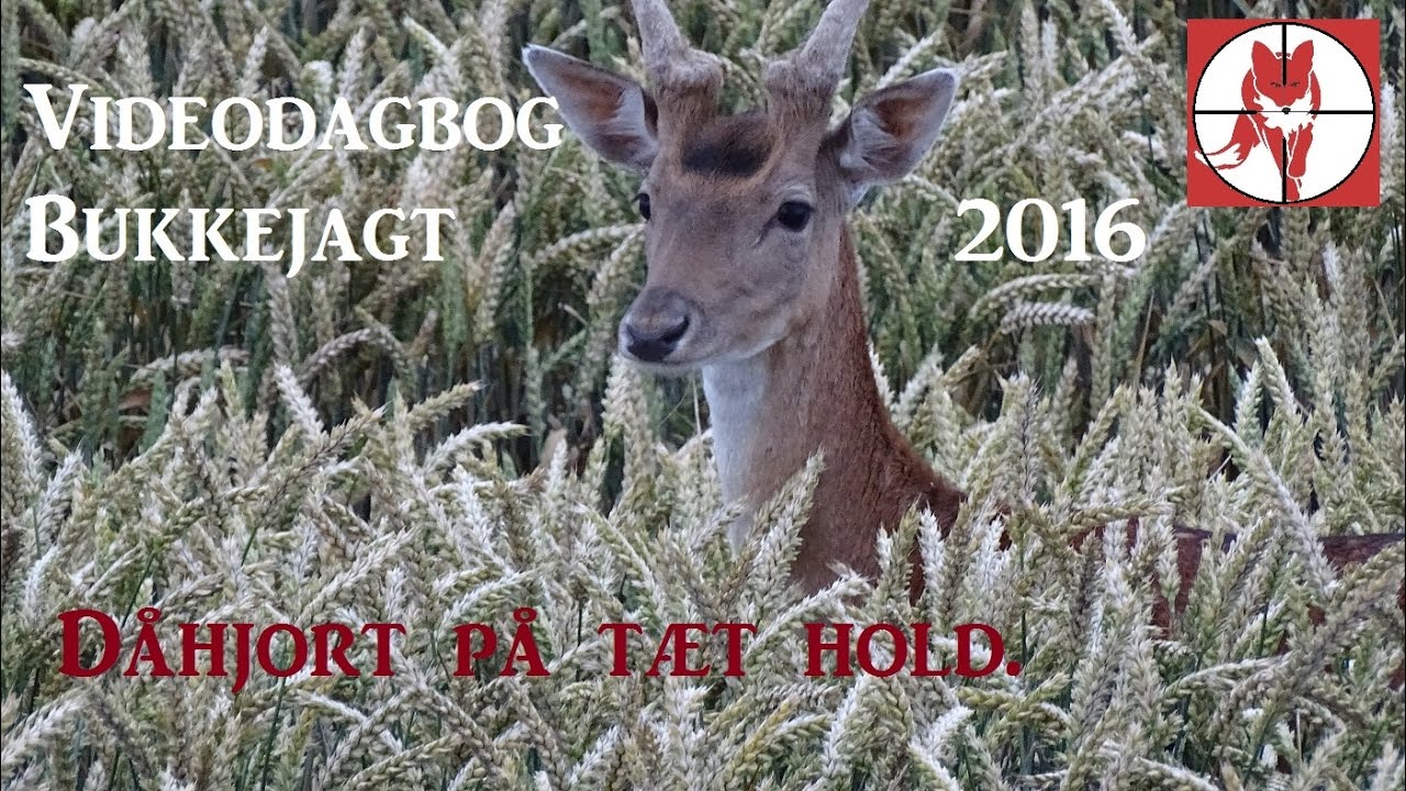 стрельба в америке Bukkejagt 2016. Videodagbog 2 - Dåhjort på tæt hold. Fallow deer.