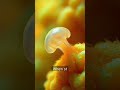 🤯 Unbelievable! This Animal Can Live FOREVER?!