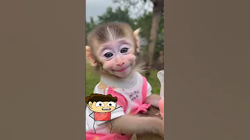 اجمل ضحكة اجمل قرد قرد كيوت كوميدي ضحك اكسبلور Funny Shorts Subscribe Baby 
