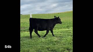 STAR SEARCH 2021 LOT 54B