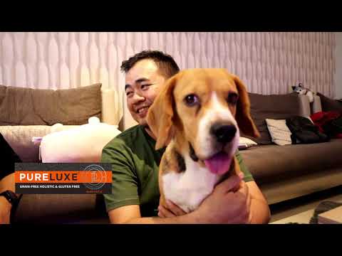 Video: Semua Tentang Anjing Beagle