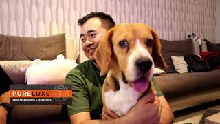 Mengenal Anjing Beagle & Tips Perawatannya Bersama Kenny Sastro  Kastello Beagle Specialist