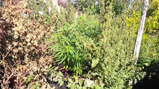 HINDU KUSH 'COMPOST PILE' GROW