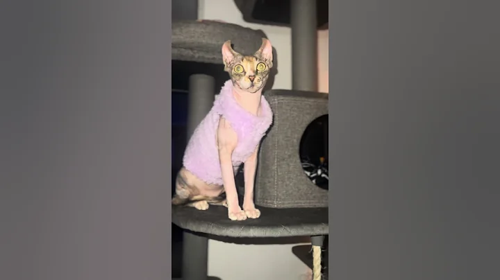 Video 6699241: sphynx cats pets, sphynx cat mom