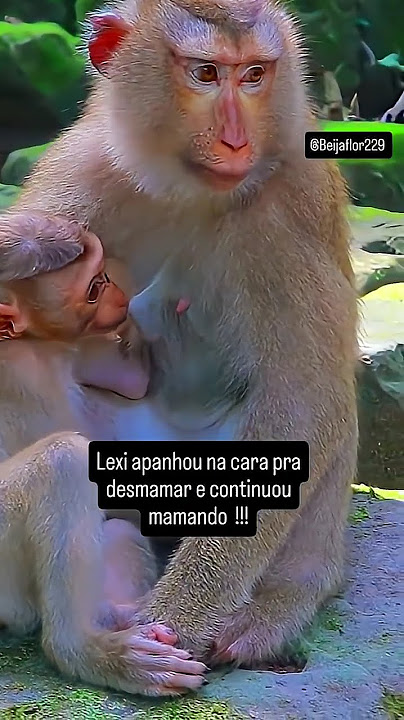 #Lexi #Desmamada #mamando #shortsviral #shorts